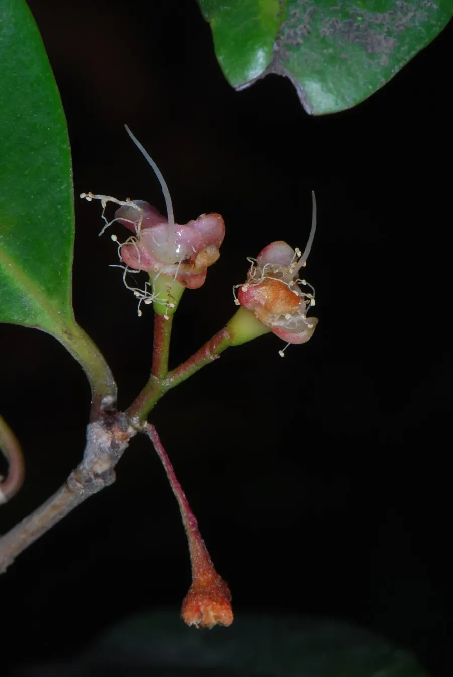 La carte Syzygium paniculatum
