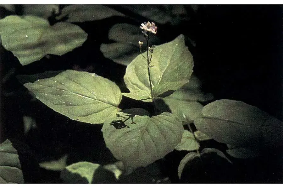 The Circaea alpina card