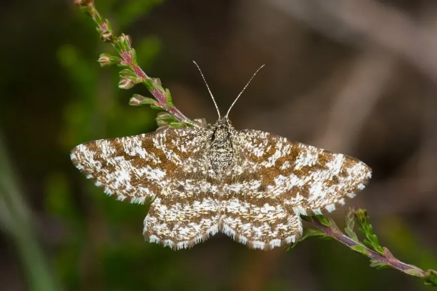 The Ematurga atomaria card