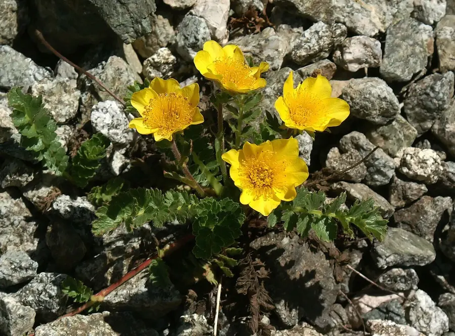 La carte Geum reptans