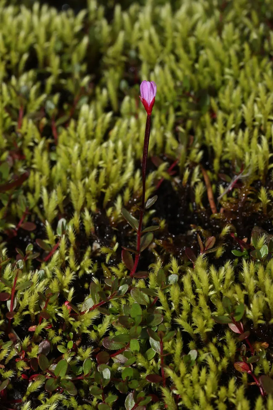 La carte Epilobium anagallidifolium