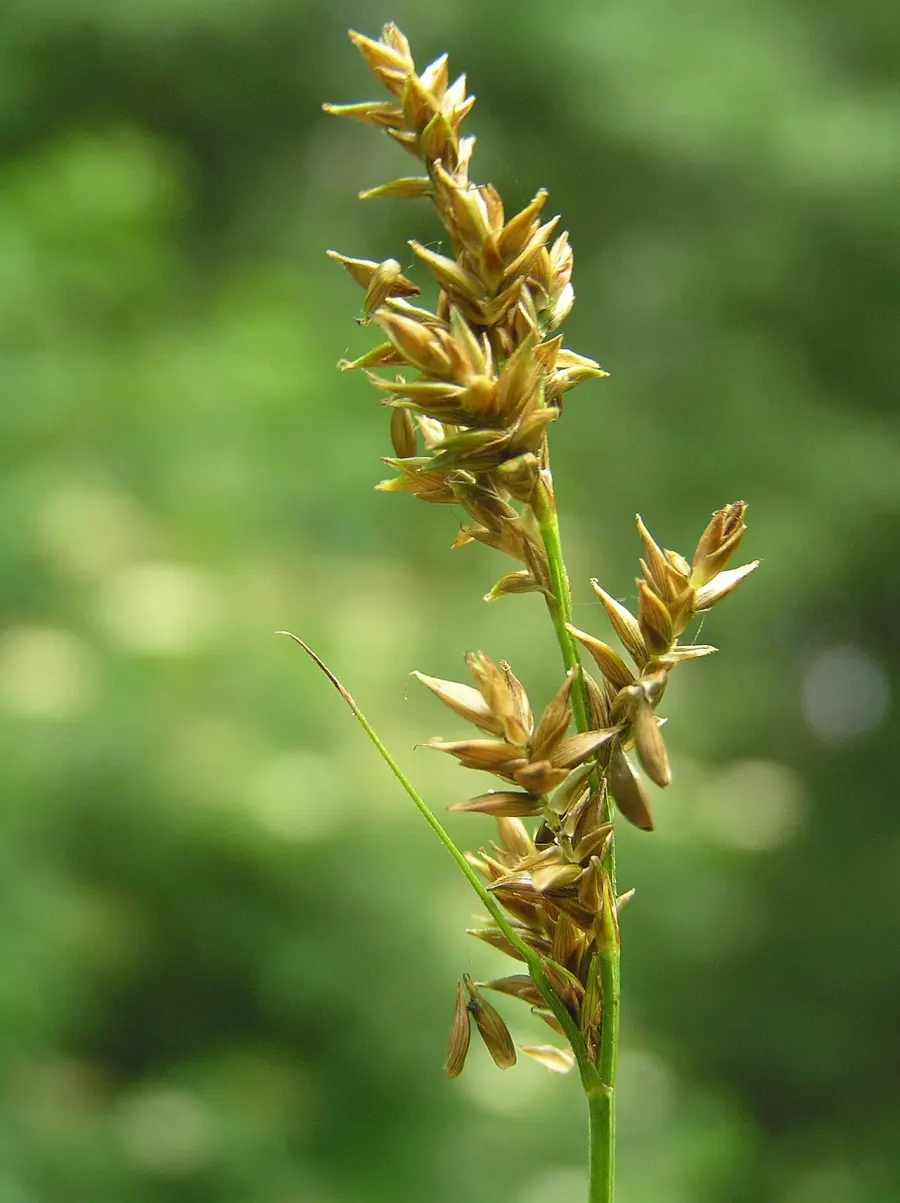 The Carex elongata card