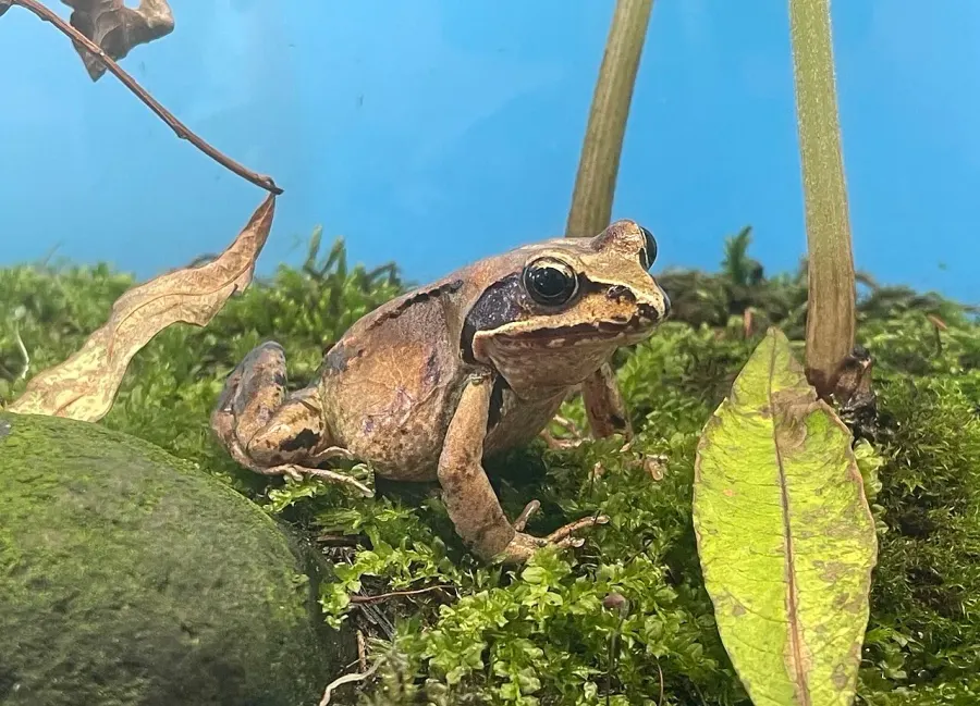 The Hokkaidō frog card