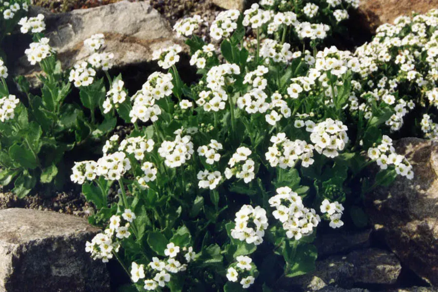 The Draba fladnizensis card