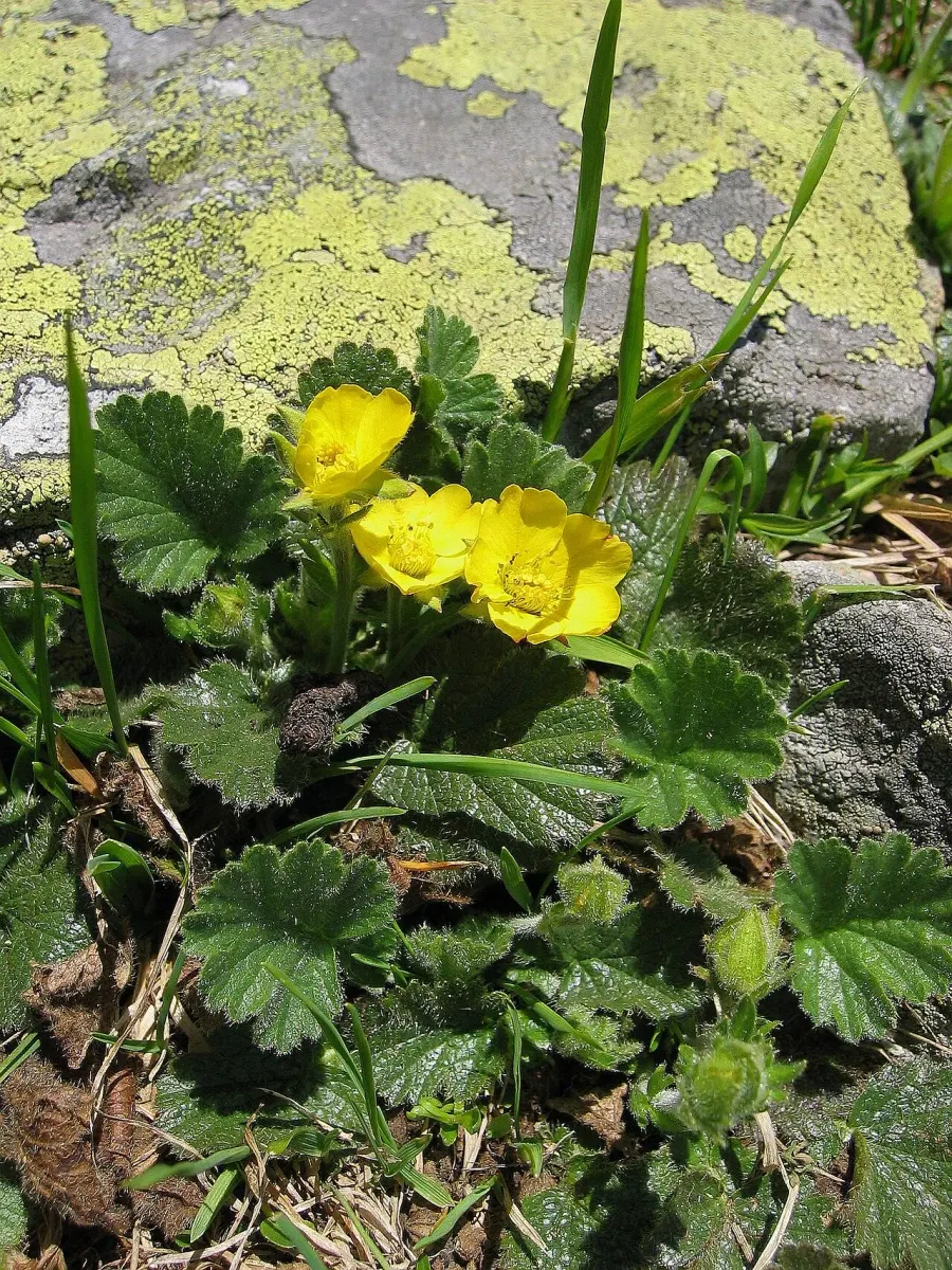 The Geum montanum card