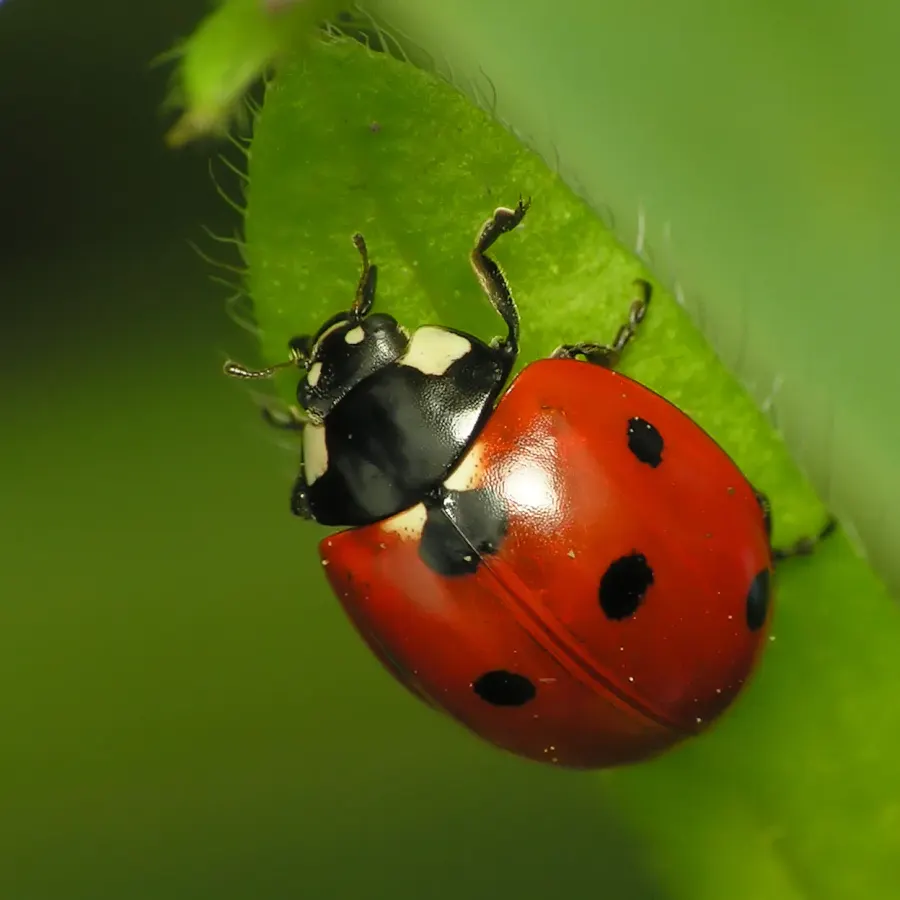 La carte Coccinella septempunctata
