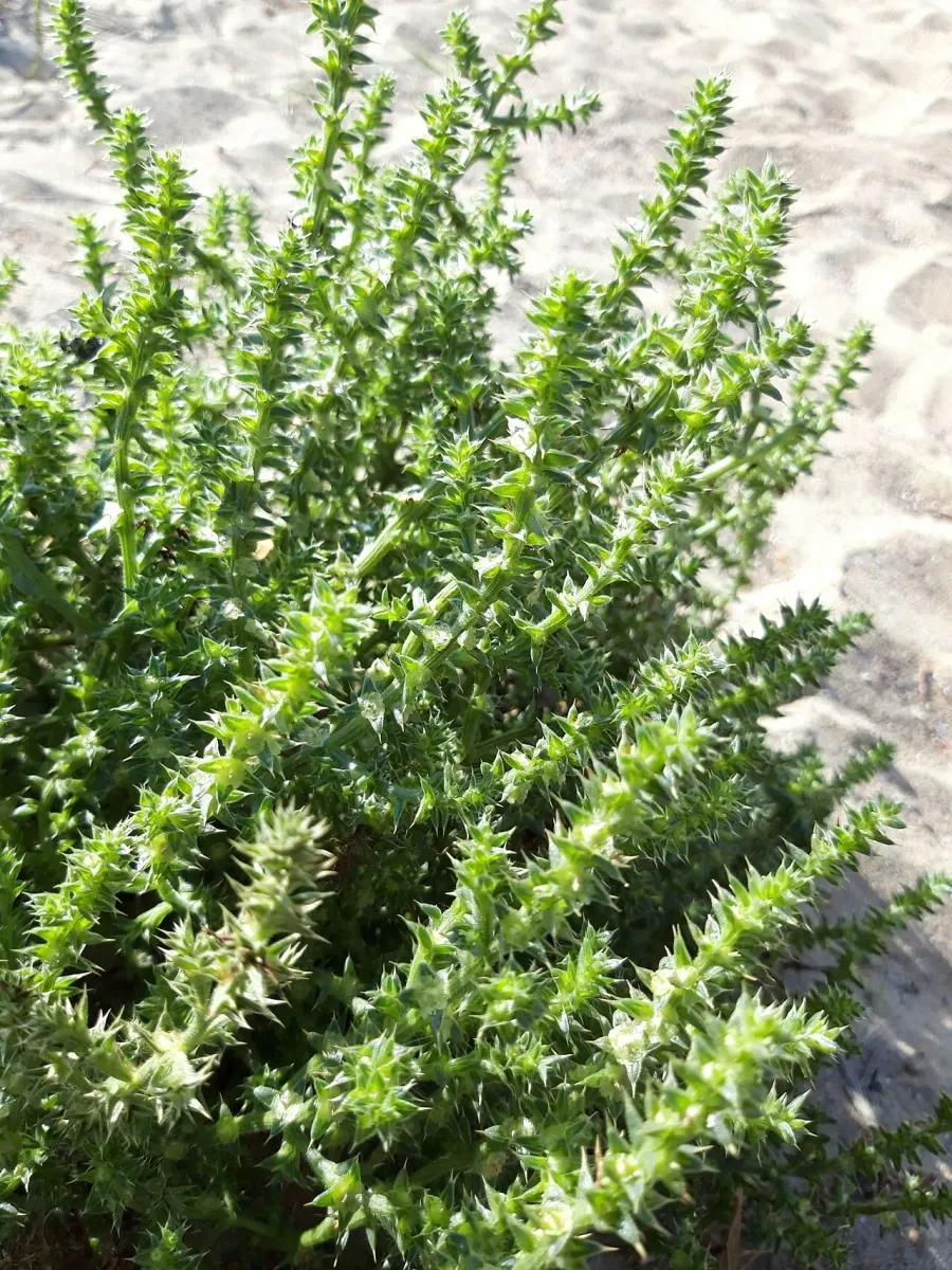 La carte Salsola