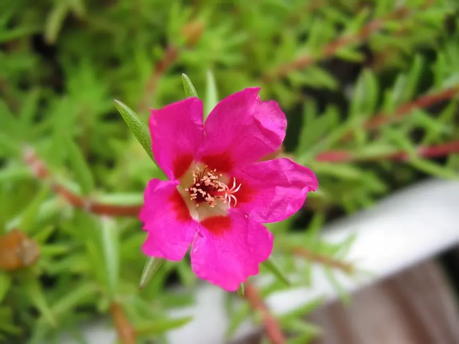 La carte Portulaca grandiflora