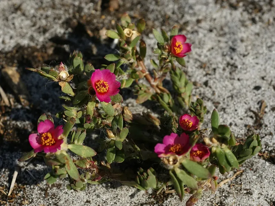 The Portulaca card
