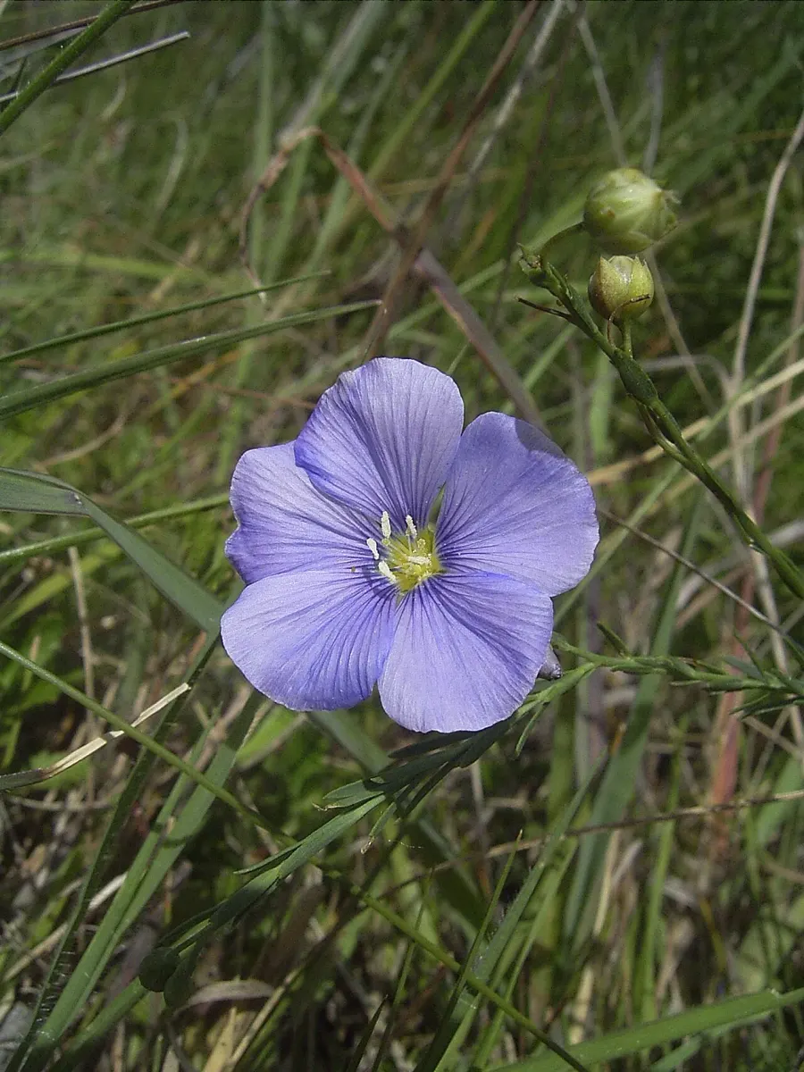 The Linum austriacum card