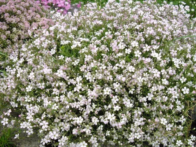 The Gypsophila repens card