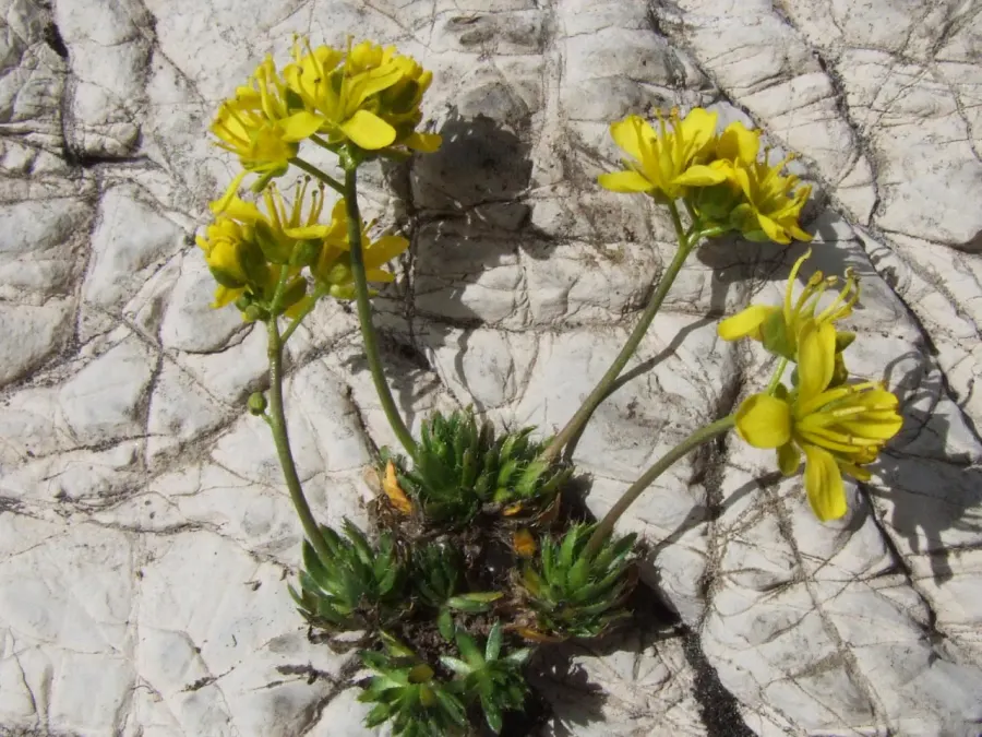 The Draba aizoides card