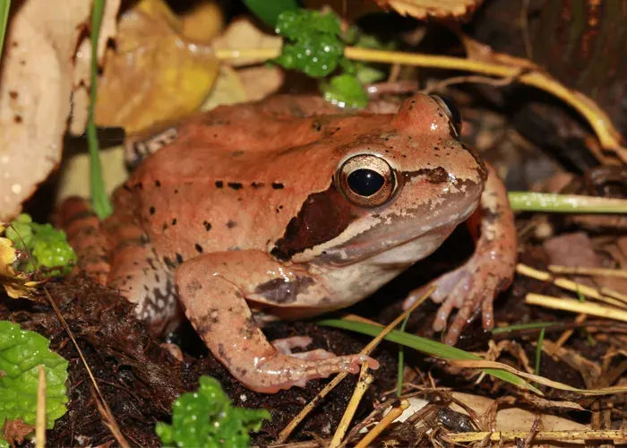 La carte Rana pseudodalmatina
