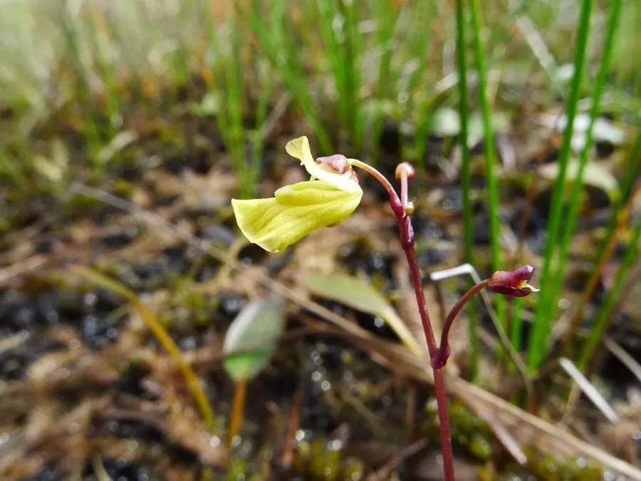 La carte Utricularia ochroleuca