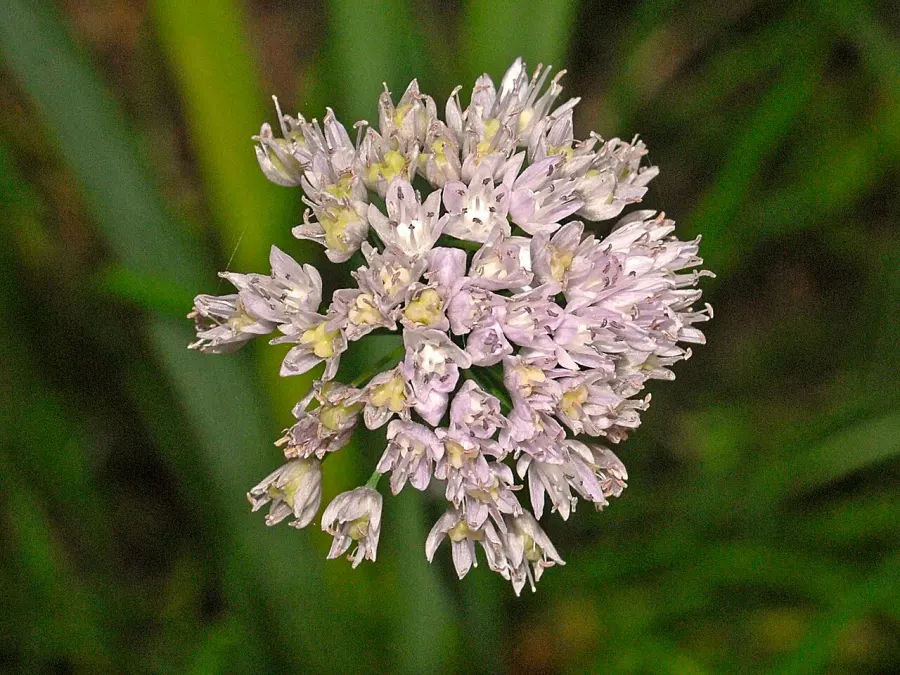 The Allium strictum card