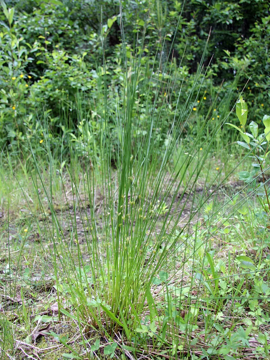 La carte Juncus filiformis