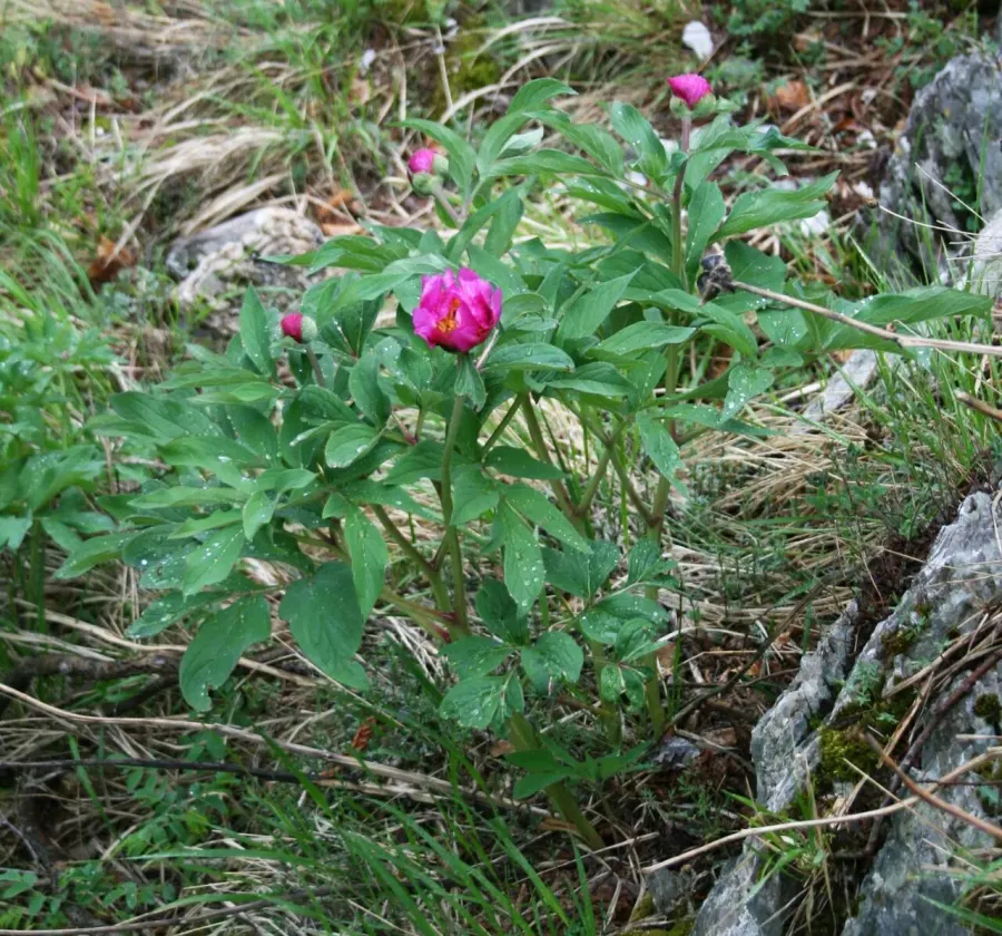 La carte Paeonia officinalis