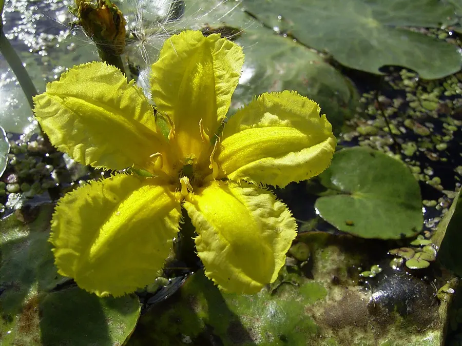 La carte Nymphoides peltata