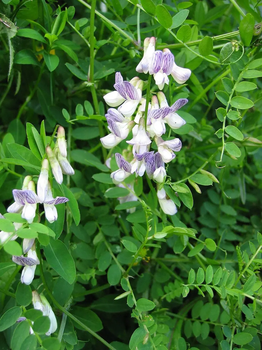The Vicia sylvatica card