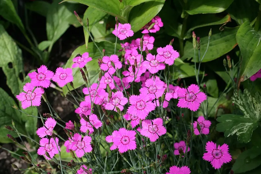 The Dianthus deltoides card