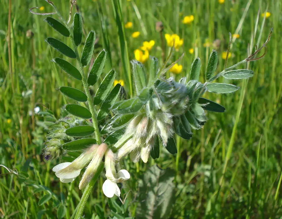 La carte Vicia pannonica