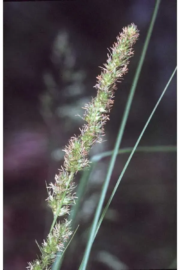 La carte Carex vulpinoidea