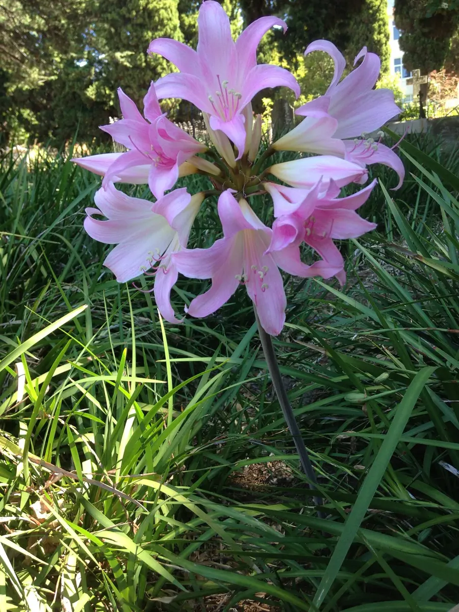 La carte Amaryllis belladonna