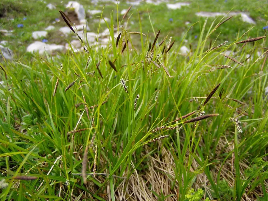 La carte Carex sempervirens