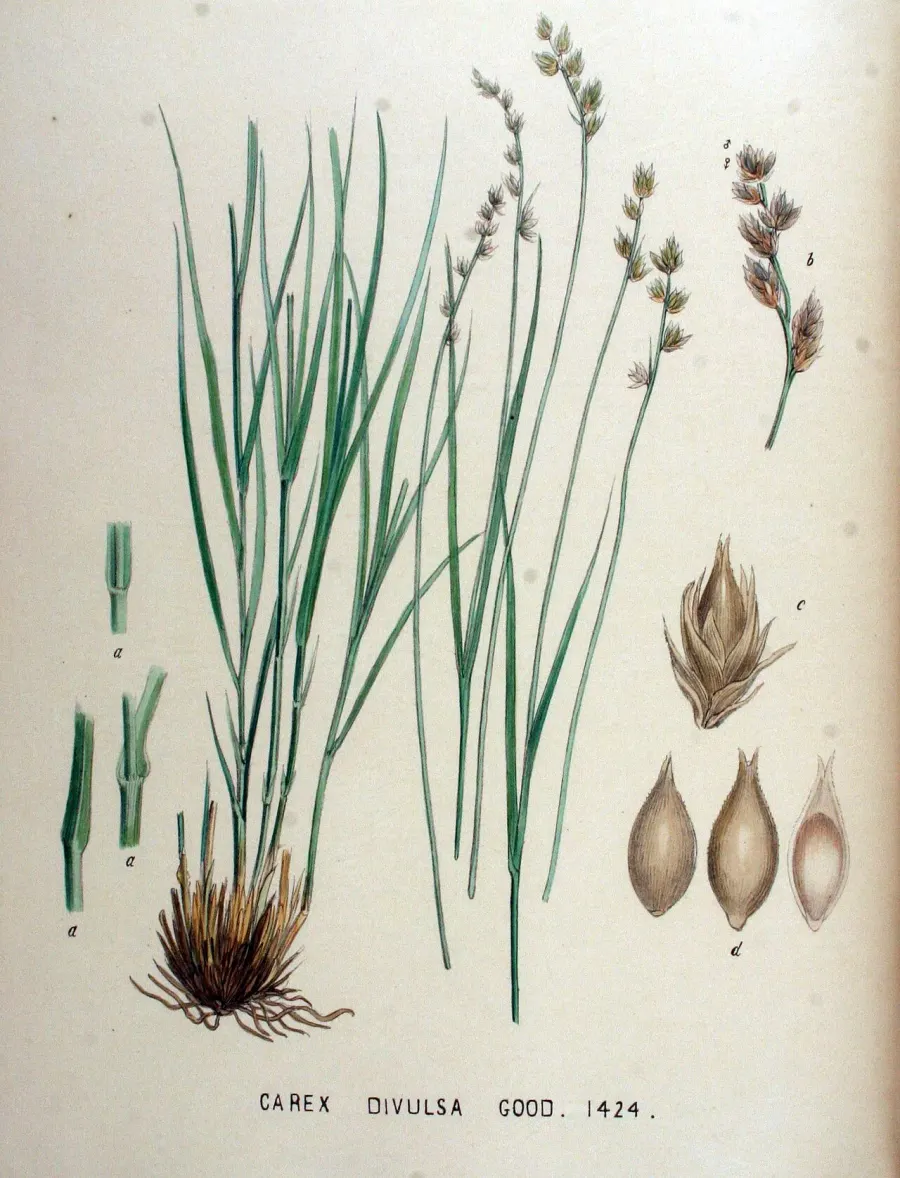 La carte Carex divulsa