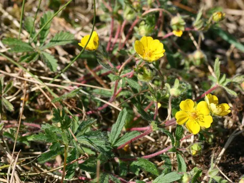 La carte Potentilla heptaphylla