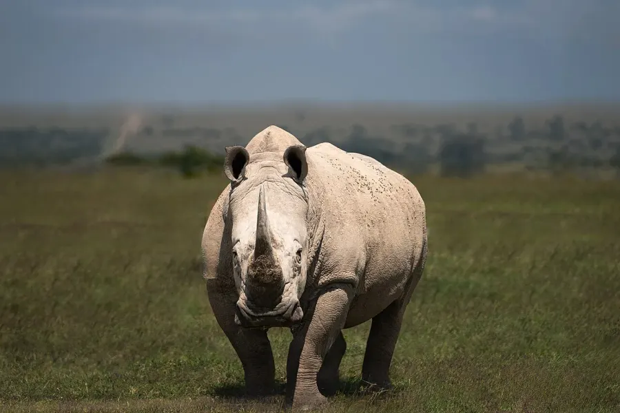 The White rhinoceros card