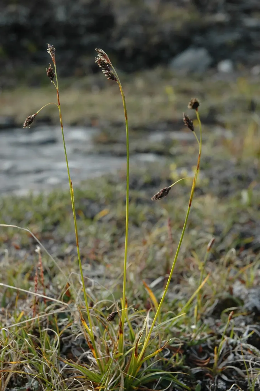 The Carex fuliginosa card