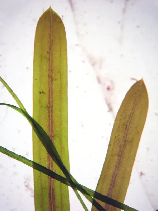 The Potamogeton friesii card