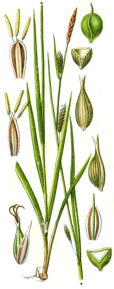 The Carex laevigata card