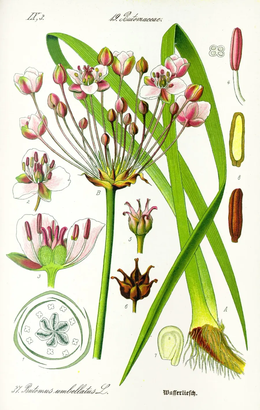 The Butomaceae card