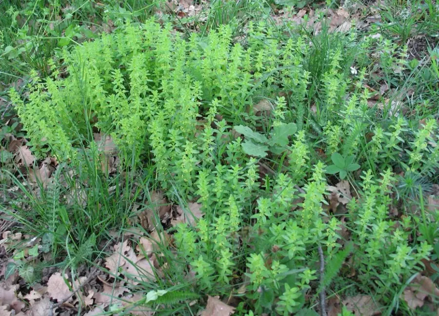 The Cruciata glabra card
