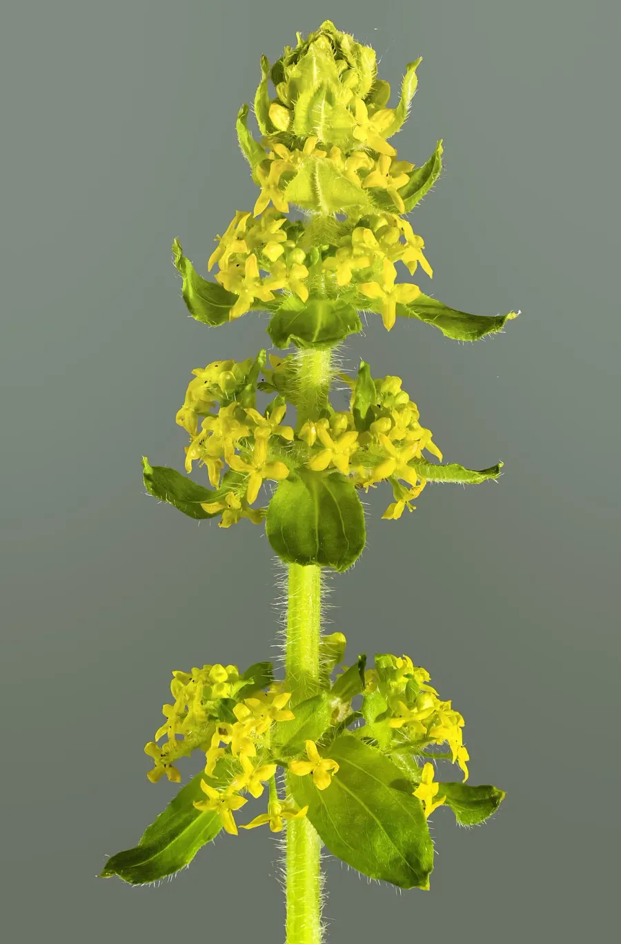 The Cruciata card