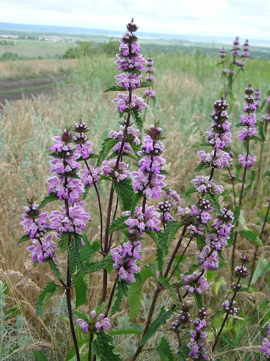 The Phlomoides tuberosa card