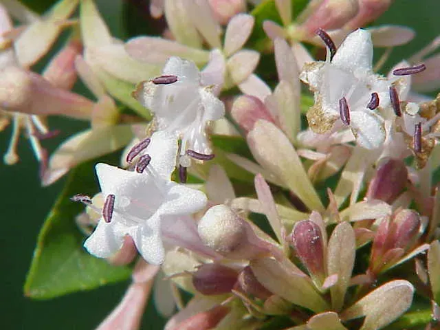 The Abelia chinensis card