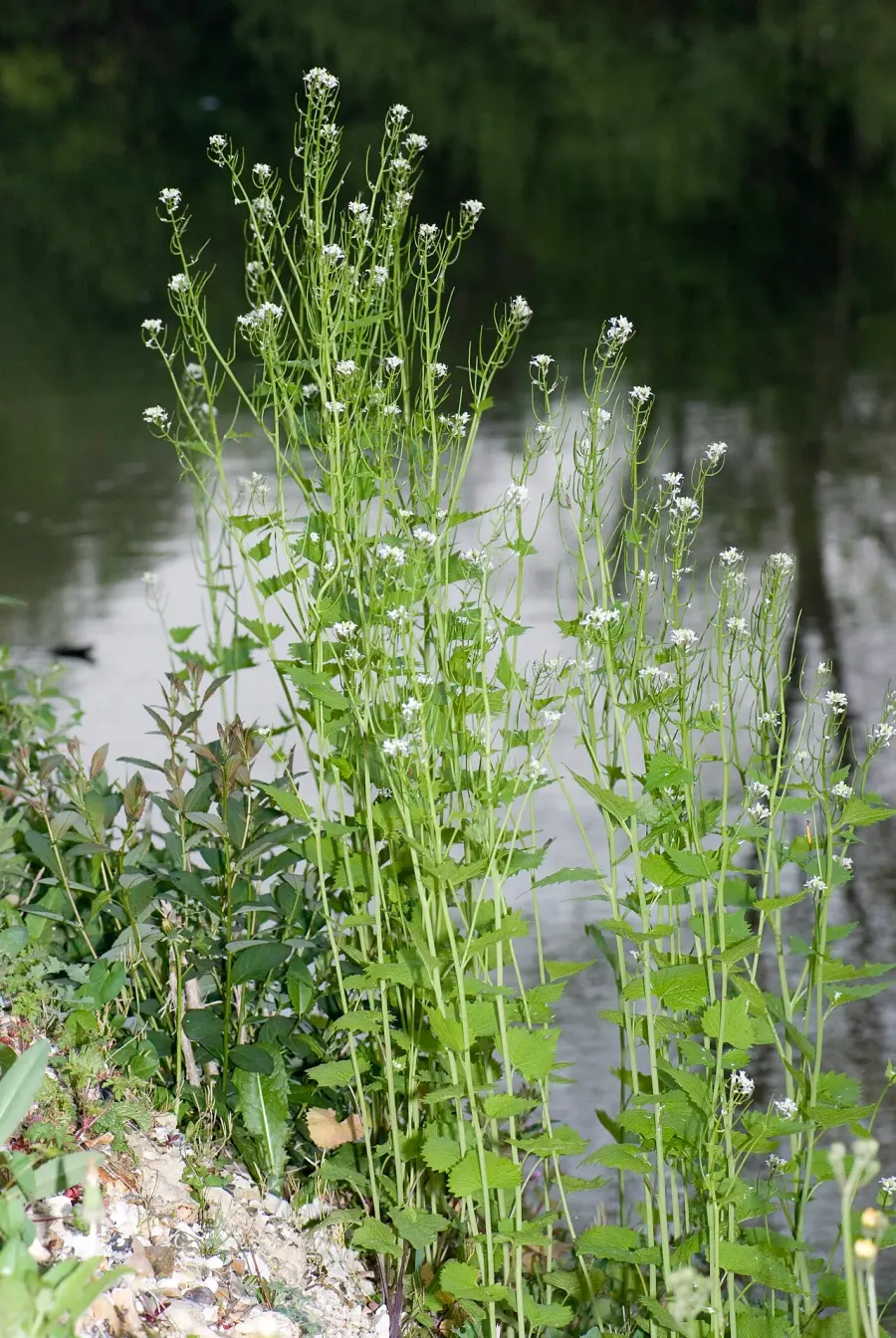 La carte Alliaire officinale