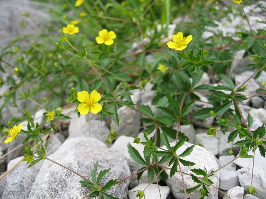 La carte Potentilla erecta