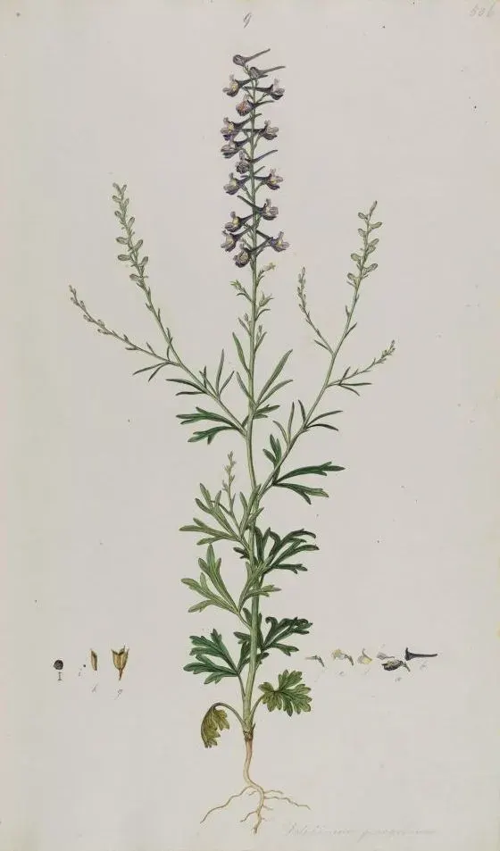La carte Delphinium