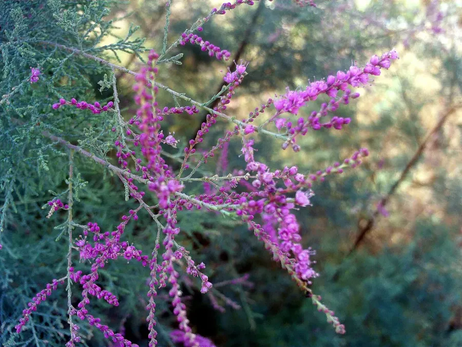 The Tamarix parviflora card