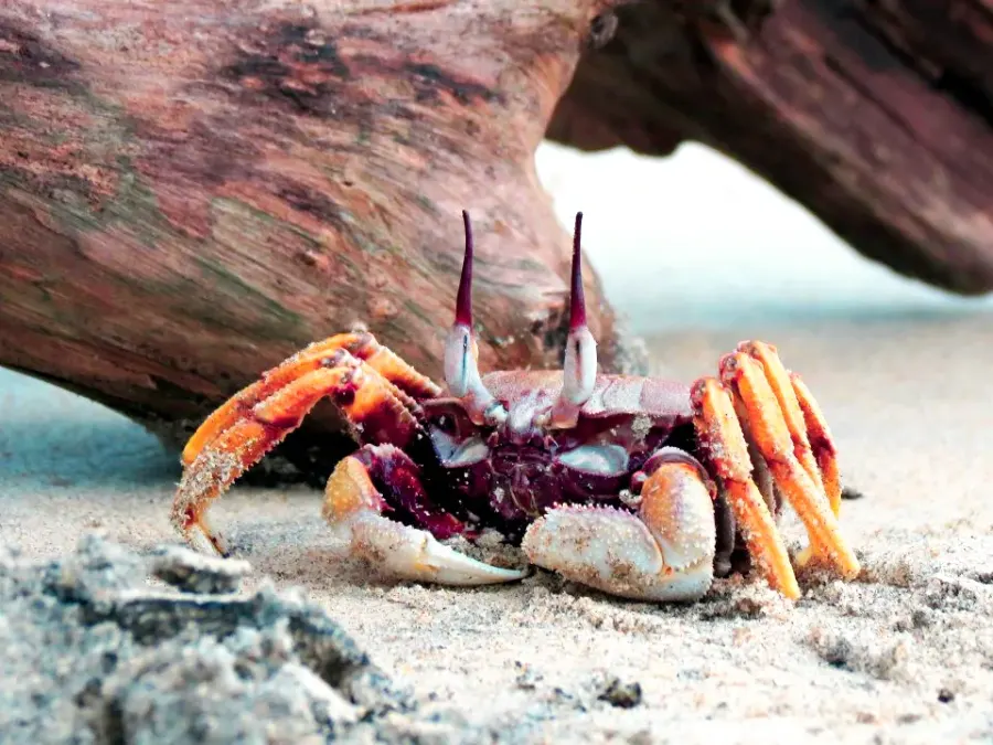 The Crab card