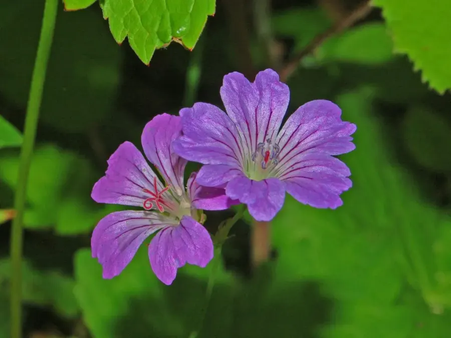 The Geranium nodosum card