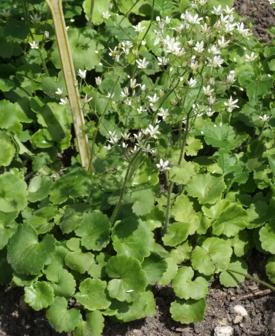 La carte Saxifrage à feuilles rondes