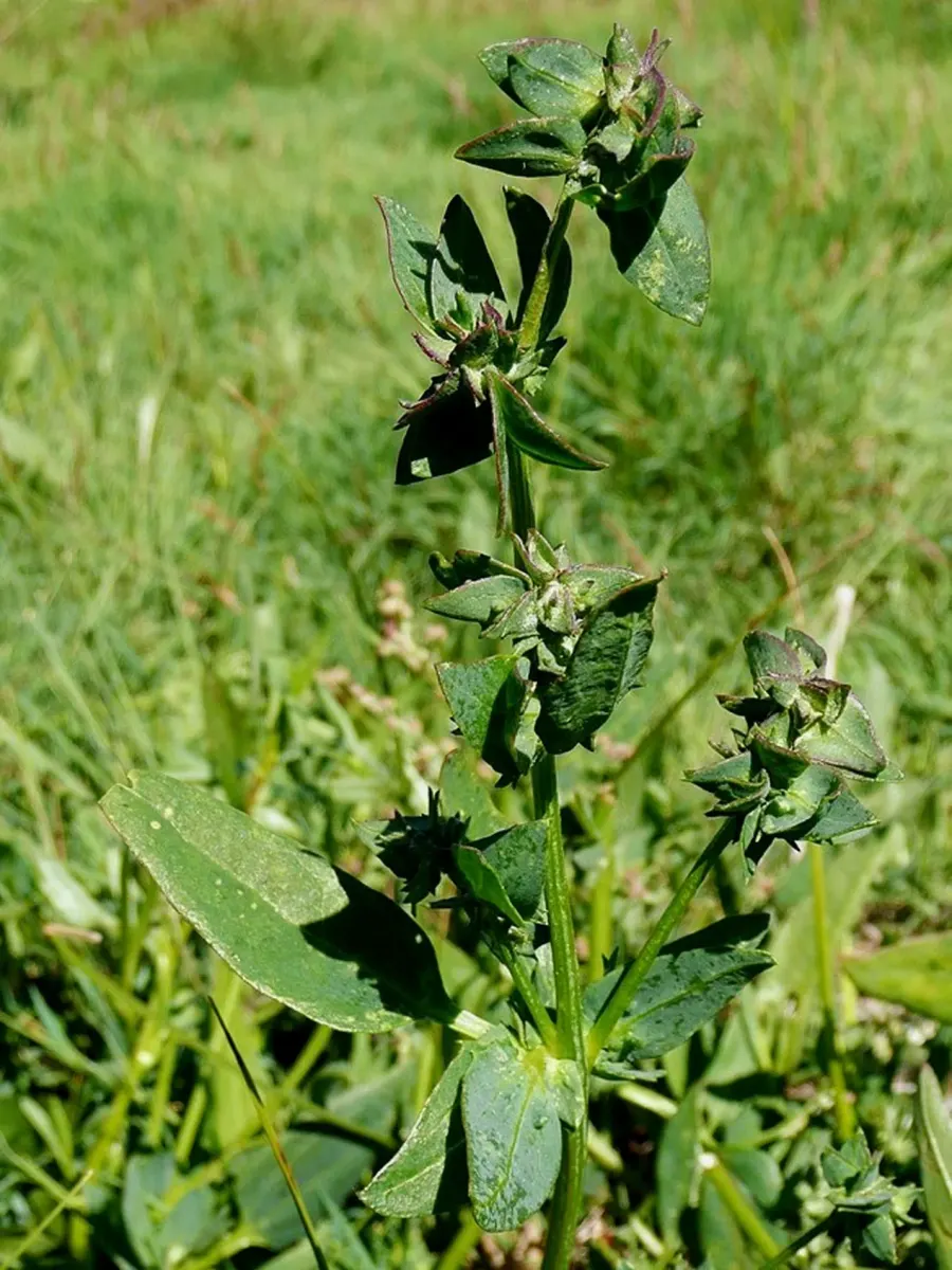 The Atriplex longipes card