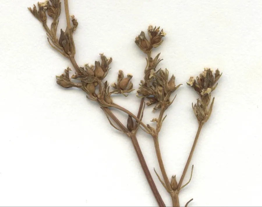 The Valeriana dentata card