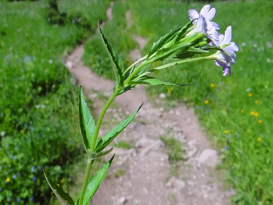 The Epilobium obscurum card