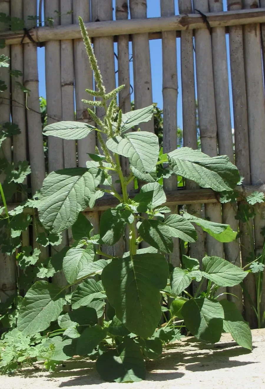 La carte Amaranthus blitum
